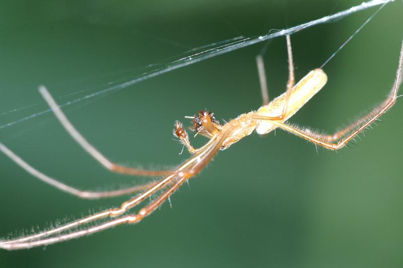 Tetragnatha_montana_D3737_Z_84_Vinkenveense plassen_Nederland.jpg